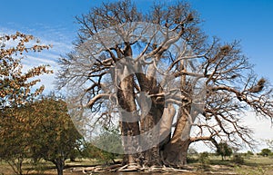 Baobab Tree, entenary tree, old and huge tree in Botswana, Africa