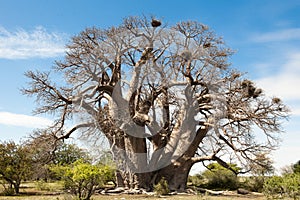 Baobab-Tree in Botswana, very huge and old Baobab tree