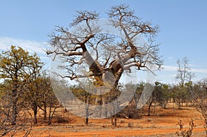 Baobab tree and brick colored soil,Limpopo,S. A photo