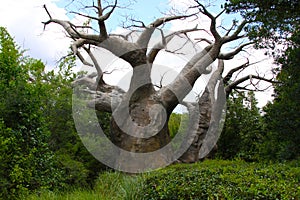 Baobab Tree