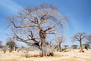 Baobab tree in dry African savanna - Tanzania