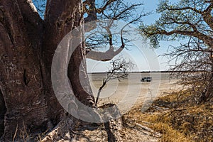 Baobab tree on the edge of the Makgadikgadi salt pan in Botswana photo