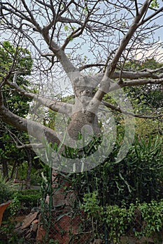 Baobab tree at the entrance of the Byculla Zoo Rani bagh.Mumbai