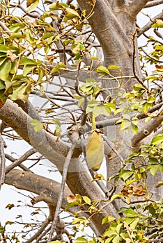 Baobab tree fruit Boa Vista Cape Verde