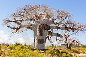 Baobab tree growing surrounded by African Savannah