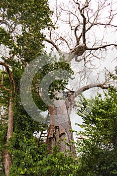 A baobab tree growing in the wild at Arabuko Sokoke Forest Reserves in Malindi, Kenya