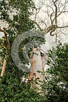 A baobab tree growing in the wild at Arabuko Sokoke Forest Reserves in Malindi, Kenya