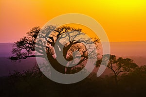 Baobab tree in Kruger National park, South Africa