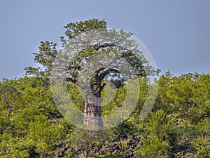 Baobab tree Kruger park