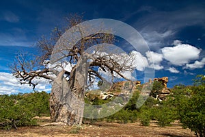 Baobab tree landscape