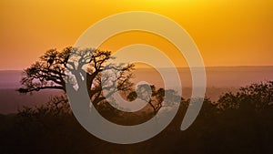 Baobab tree landscape in Kruger National park, South Africa