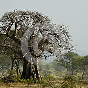 Baobab tree in landscape, Tanzania