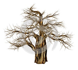 Baobab tree without leaves, adansonia digitata - 3D render