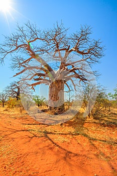 Baobab tree Limpopo photo