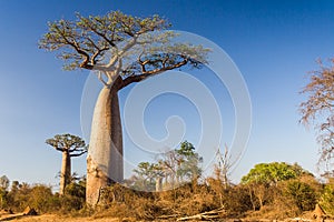 Baobab tree, Madagascar