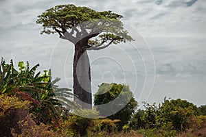 Baobab tree. Madagascar