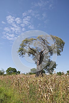 A Baobab tree, Malawi.