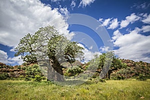 Baobab tree in Mapungubwe National park, South Africa
