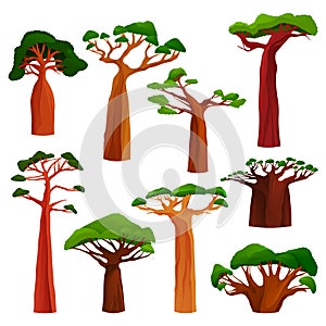 Baobab tree or monkey bread tree set