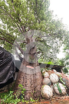 Baobab tree near Vasai fort.