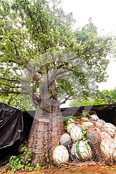 Baobab tree near Vasai fort.