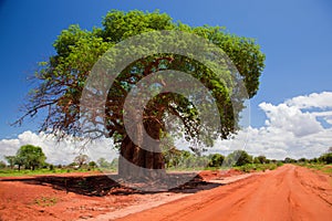 Baobab tree on red soil road, Kenya, Africa