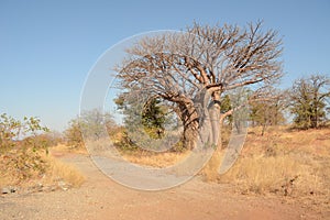Baobab tree in road. photo