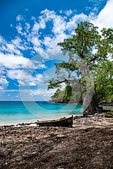 Baobab tree by Sao Tome island blue lagoon