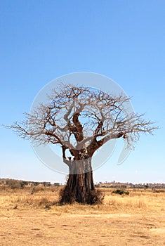 Baobab tree in savannah