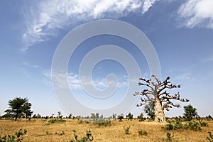 Baobab Tree in Senegal