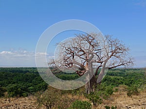 Baobab tree - Serengeti (Tanzania, Africa)