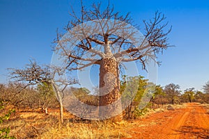 Baobab tree South Africa