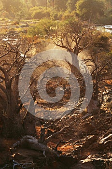 Baobab tree in namibia