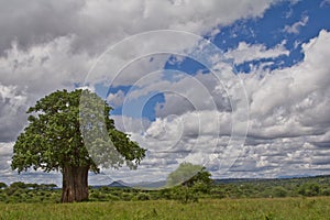 A baobab tree in Tanzania