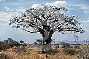 Baobab Tree,Tarangire NP,Tanzania