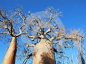 Baobab tree, trunk, branches with fruits and blue sky