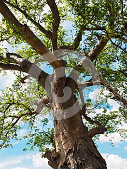 Baobab tree trunk, branches, green leaves with blue sky