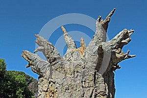 Baobab Tree