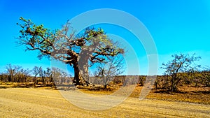 Baobab Tree under clear blue sky in spring time in Kruger National Park