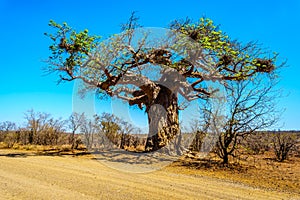 Baobab Tree under clear blue sky in spring time in Kruger National Park