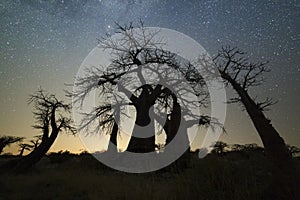 Baobab tree under the Milky Way