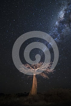 Baobab tree under the Milky Way