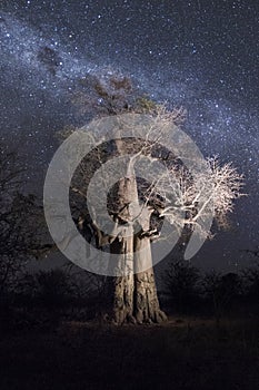 Baobab tree under Milky Way