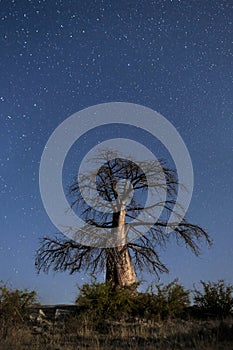 Baobab tree under stars.
