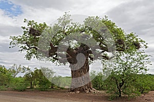 Baobab tree with weaver bird nests in Kruger National Park, South Africa