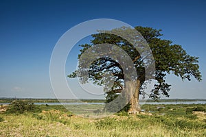 Baobab Tree, Zambezi River - Framed right