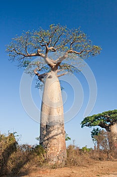 Baobab trees