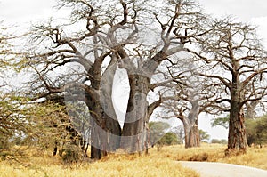 Baobab trees