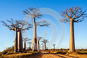 Baobab trees