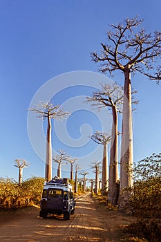 Baobab trees